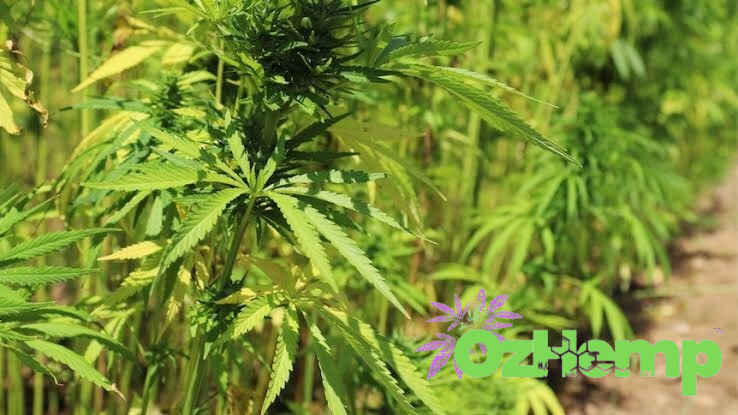 Hemp Massage oils, Candles & More